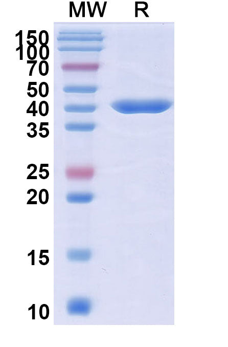 Anti-Human IL17A & IL17F & ALB Multispecific Reference Antibody (Sonelokimab) – Figure 1 of 1