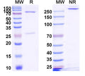 Anti-Human IL17A & TNFSF13B Bispecific Reference Antibody (Tibulizumab) – Figure 1 of 1