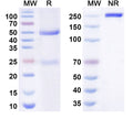 Anti-Human IL-17A/F Heterodimer Reference Antibody (Turenkibart) – Figure 1 of 1