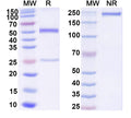 SDS-PAGE for Anti-Human Adiponectin/ADPN Monoclonal Antibody (1A401)