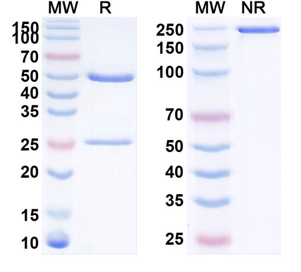 SDS-PAGE for Anti-Human Adiponectin/ADPN Monoclonal Antibody (1A402)