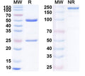 SDS-PAGE for Anti-Human Adiponectin/ADPN Monoclonal Antibody (1A403)