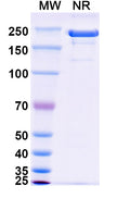 Anti-Human PD-1 Reference Antibody (Cemiplimab) – Figure 1 of 2