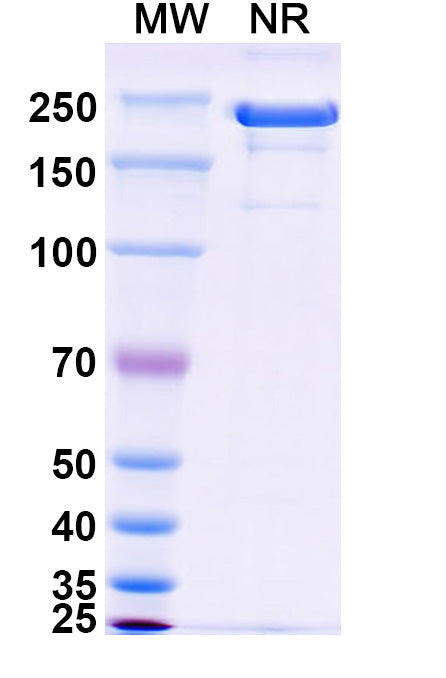 Anti-Human PD-1 Reference Antibody (Cemiplimab) – Figure 1 of 2