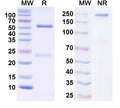 SDS-PAGE for InVivoMAb Anti-Human CD279/PDCD1/PD1 Antibody (Iv0209).
