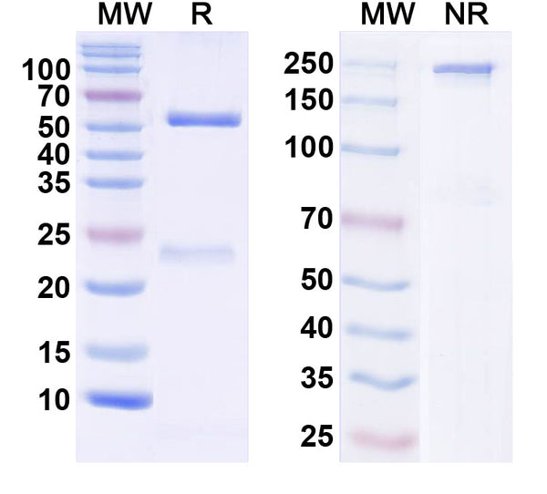 SDS-PAGE for InVivoMAb Anti-Human CD279/PDCD1/PD1 Antibody (Iv0209).
