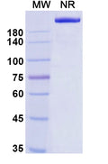Anti-Human PD-1 Reference Antibody (Balstilimab) – Figure 1 of 2