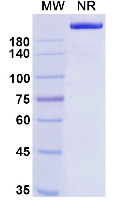 Anti-Human PD-1 Reference Antibody (Balstilimab) – Figure 1 of 2