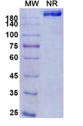 Anti-Human PD-1 Reference Antibody (Cetrelimab) – Figure 1 of 2