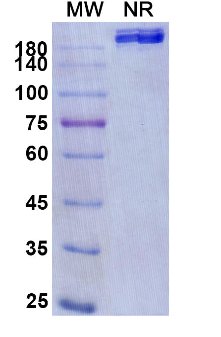 Anti-Human PD-1 Reference Antibody (Cetrelimab) – Figure 1 of 2