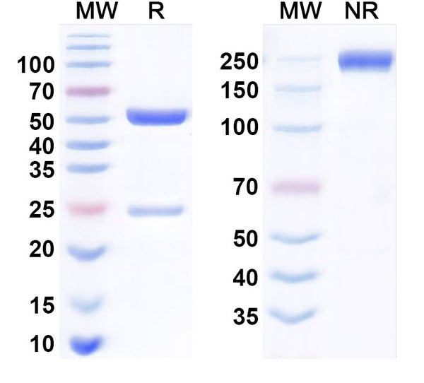 Anti-Human PD-1 Reference Antibody (Dostarlimab) – Figure 1 of 2