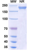 Anti-Human PD-1 Reference Antibody (Tislelizumab) – Figure 1 of 2