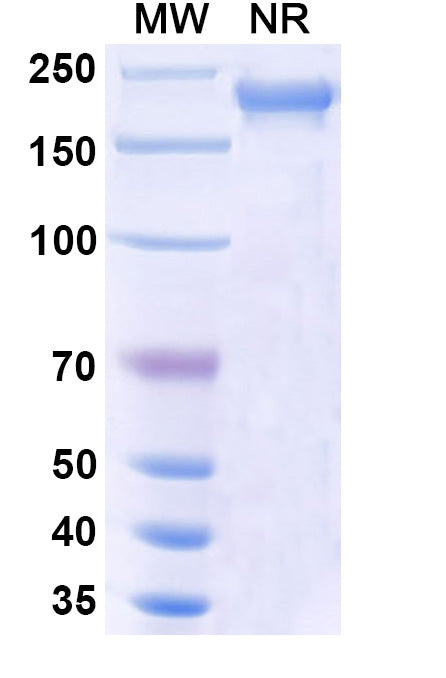 Anti-Human PD-1 Reference Antibody (Tislelizumab) – Figure 1 of 2