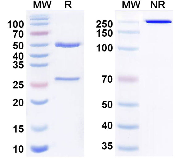Anti-Human PD-1 Reference Antibody (Toripalimab) – Figure 1 of 2