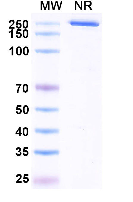 Anti-Human PD-1 Reference Antibody (Budigalimab) – Figure 1 of 1