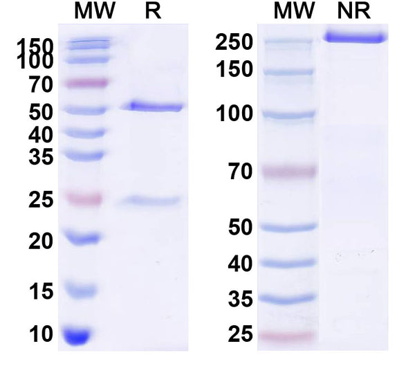 Anti-Human PD-1 Reference Antibody (Serplulimab) – Figure 1 of 1