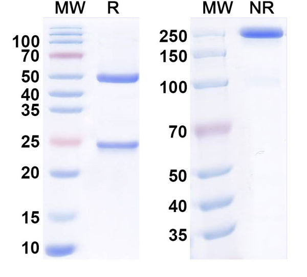 Anti-Human PD-1 Reference Antibody (Spartalizumab) – Figure 1 of 1