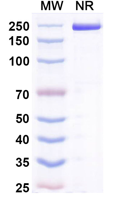 Anti-Human PD-1 Reference Antibody (Acrixolimab) – Figure 1 of 3