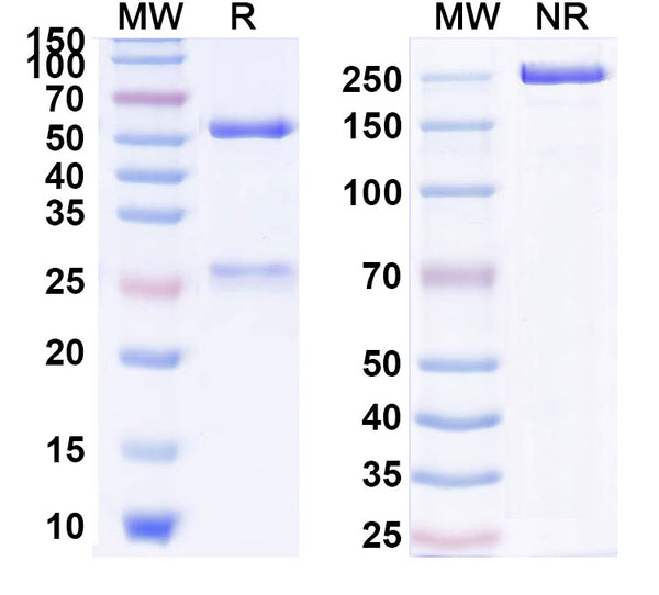 Anti-Human PD-1 Reference Antibody (Pidilizumab) – Figure 1 of 1