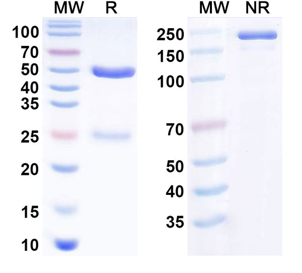 Anti-Human PD-1 Reference Antibody (Prolgolimab) – Figure 1 of 1