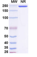 Anti-Human PD-1 Reference Antibody (Retifanlimab) – Figure 1 of 1