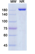 Anti-Human PD-1 Reference Antibody (Sasanlimab) – Figure 1 of 1