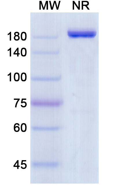 Anti-Human PD-1 Reference Antibody (Sasanlimab) – Figure 1 of 1