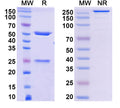 Anti-Human PD-1 Reference Antibody (Penpulimab) – Figure 1 of 1