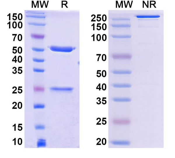 Anti-Human PD-1 Reference Antibody (Penpulimab) – Figure 1 of 1