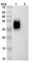 Anti-Human PD-1 Reference Antibody (Zeluvalimab) – Figure 1 of 3