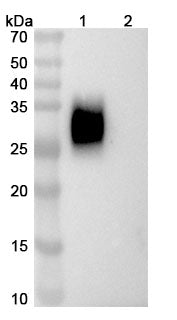 Anti-Human PD-1 Reference Antibody (Zeluvalimab) – Figure 1 of 3