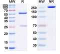 Anti-Human PD-1 Reference Antibody (Pucotenlimab) – Figure 1 of 1
