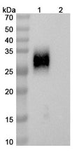 Anti-Human PD-1 Reference Antibody (Zimberelimab) – Figure 1 of 3