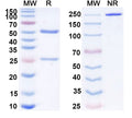Anti-Human PD-1 Reference Antibody (Nofazinlimab) – Figure 1 of 1