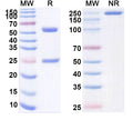 Anti-Human PD-1 Reference Antibody (Rulonilimab) – Figure 1 of 1