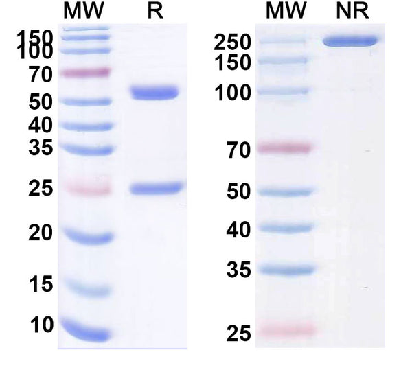 Anti-Human PD-1 Reference Antibody (Rulonilimab) – Figure 1 of 1
