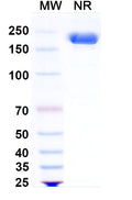 Anti-Human PD-1 Reference Antibody (Peresolimab) – Figure 1 of 1