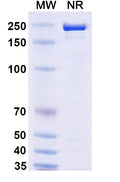 Anti-Human PD-1 Reference Antibody (Rosnilimab) – Figure 1 of 1