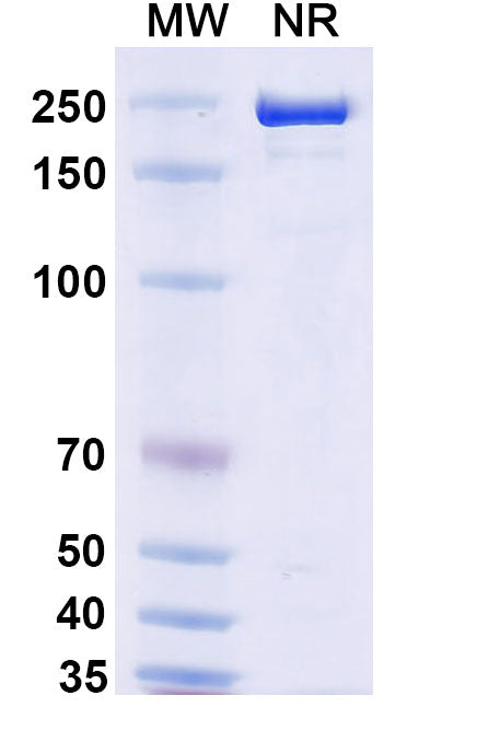 Anti-Human PD-1 Reference Antibody (Rosnilimab) – Figure 1 of 1
