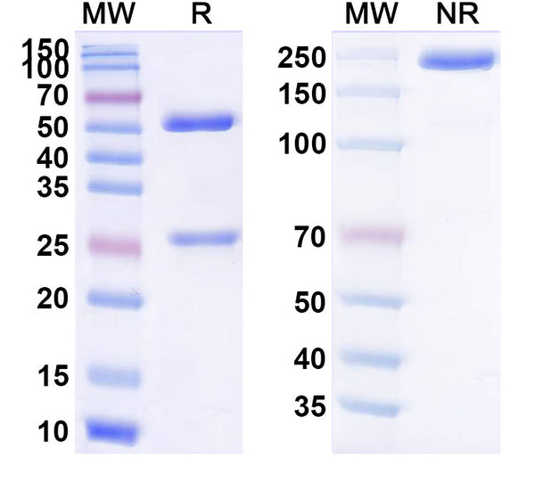 Anti-Human PD-1 Reference Antibody (Zimberelimab) – Figure 1 of 1