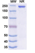 Anti-Human PD-1&CTLA-4 Reference Antibody (Danvilostomig) – Figure 1 of 2