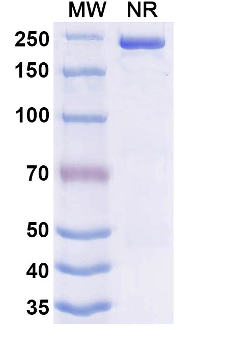 Anti-Human PD-1&CTLA-4 Reference Antibody (Danvilostomig) – Figure 1 of 2