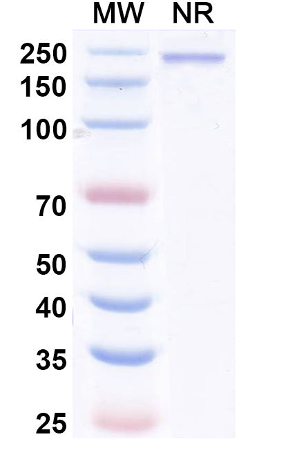 Anti-Human PD-1 Reference Antibody (Enlonstobart) – Figure 1 of 1