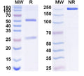 Anti-Human PD-1 Reference Antibody (Liscastobart) – Figure 1 of 1