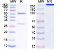 SDS-PAGE for Anti-Tmem119 Antibody (L128/36).