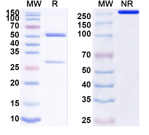 SDS-PAGE for Anti-Tmem119 Antibody (L128/36).