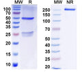 SDS-PAGE for Anti-Tmem119 Antibody (L128/43)