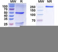 SDS-PAGE for Anti-Tmem119 Antibody (L128/89)