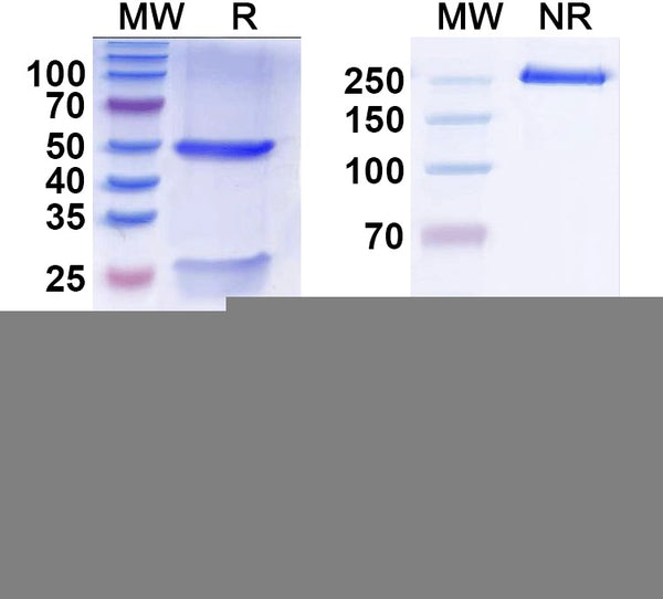SDS-PAGE for Anti-Tmem119 Antibody (L128/89)