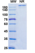 Anti-Human MIS RII Reference Antibody (Murlentamab) – Figure 1 of 1
